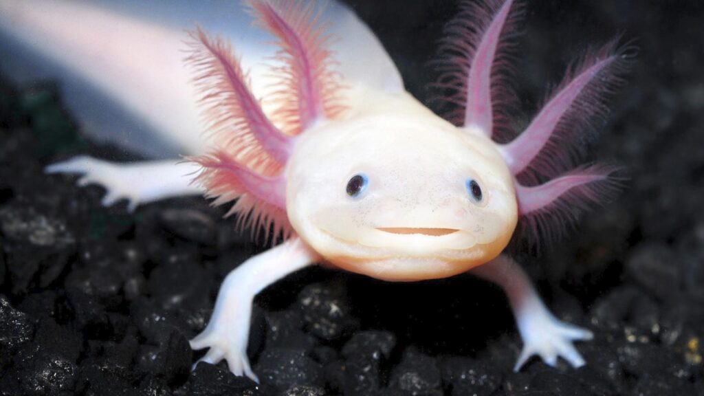 Der Axolotl – das Tier, das der Evolution ein Schnippchen schlägt
