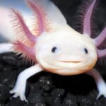 Der Axolotl – das Tier, das der Evolution ein Schnippchen schlägt