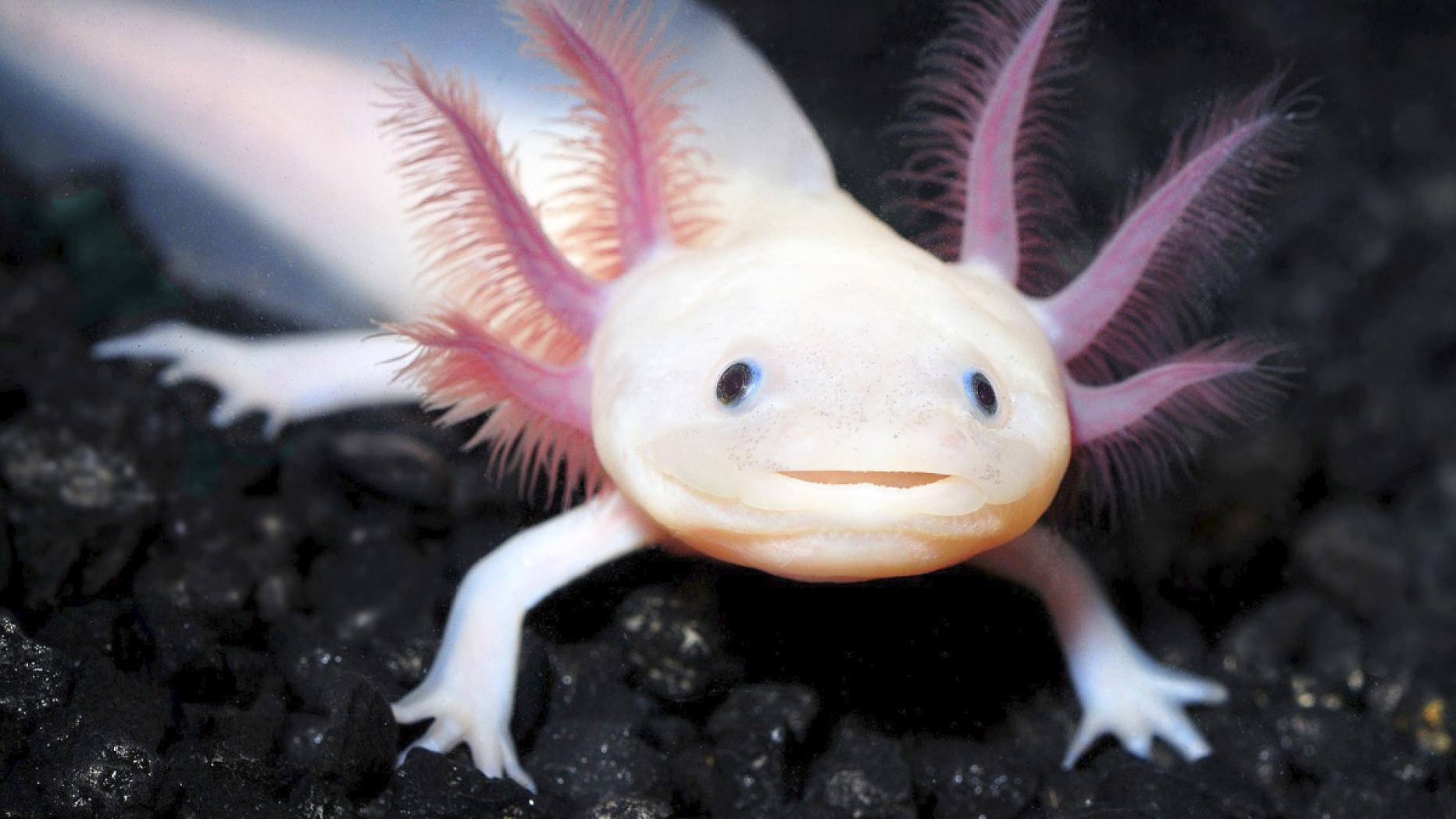 Der Axolotl – das Tier, das der Evolution ein Schnippchen schlägt