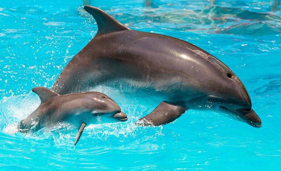 Die intelligenten Akrobaten der Meere: Faszinierendes über Delphine