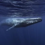 Die Giganten der Meere – Wale und ihre geheimnisvolle Welt