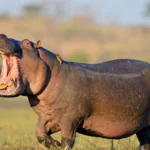 Das Nilpferd – der sanft wirkende Riese mit der wilden Seite