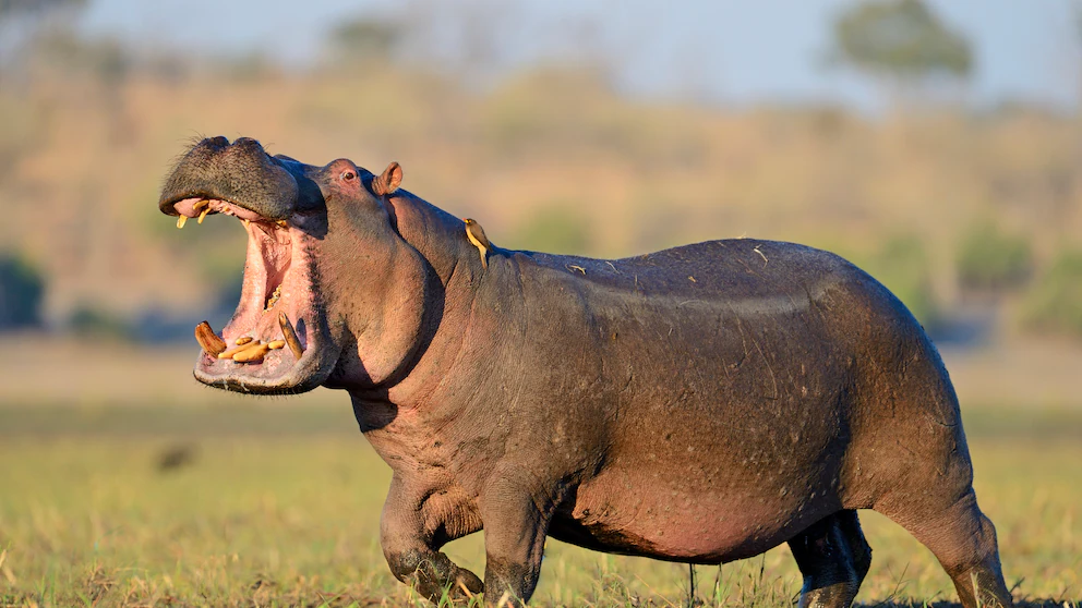 Das Nilpferd – der sanft wirkende Riese mit der wilden Seite