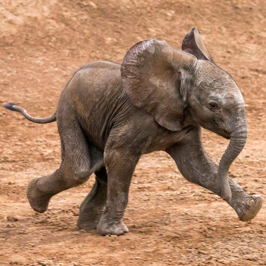 Giganten mit Herz – Entdecke die Welt der Elefanten