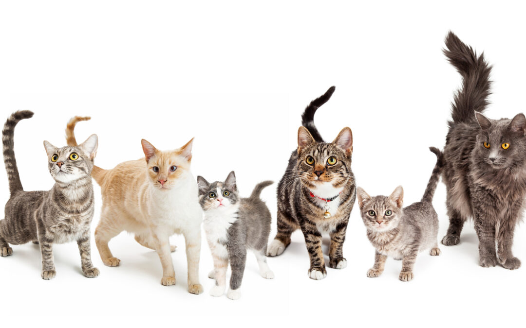 Die geheimnisvollen Samtpfoten – Katzen und ihre verborgenen Fähigkeiten